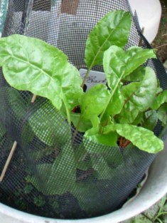 Week 9 Swiss Chard