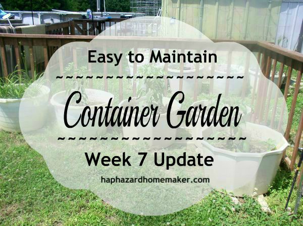 Container Garden Week 7 Update - haphazardhomemaker.com