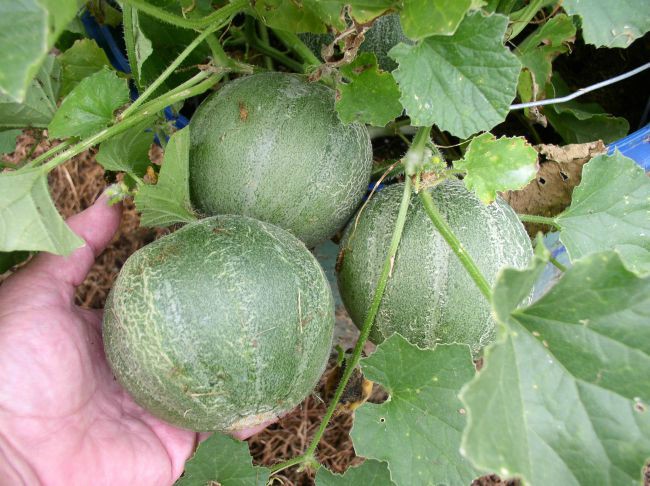 Minnesota Midget Cantaloupe