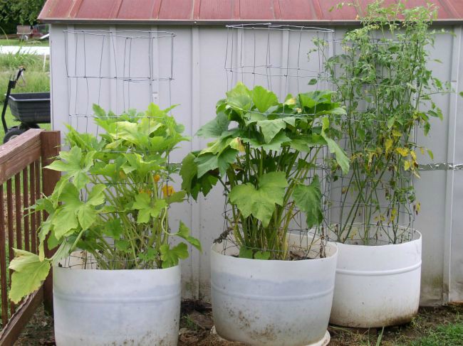 Week 11 Squash & Tomatoes