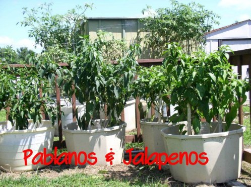 Pablanos & Jalapenos