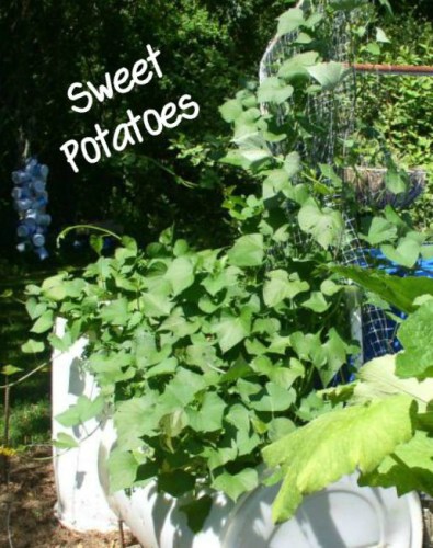 Week 12 Sweet Potatoes