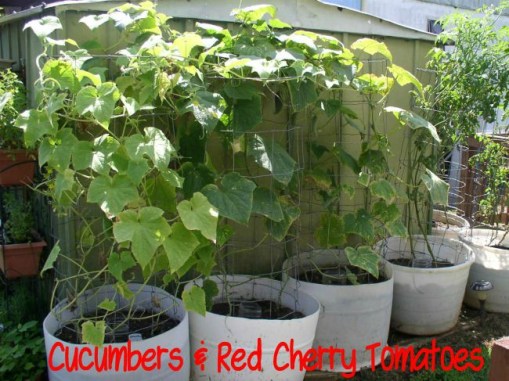 Cucumbers & Red Cherry Tomatoes