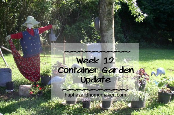Container Garden week 12 Update