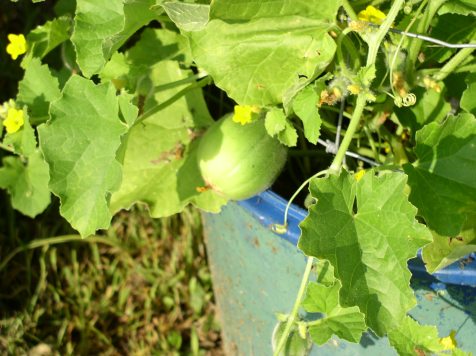 Week 9 Mini-Cantaloupe