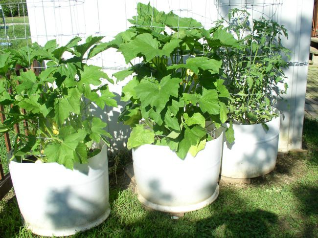 Week 9 Squash & Cherry Tomatoes