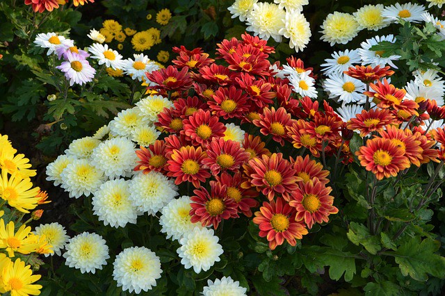 Colorful Mums for Fall