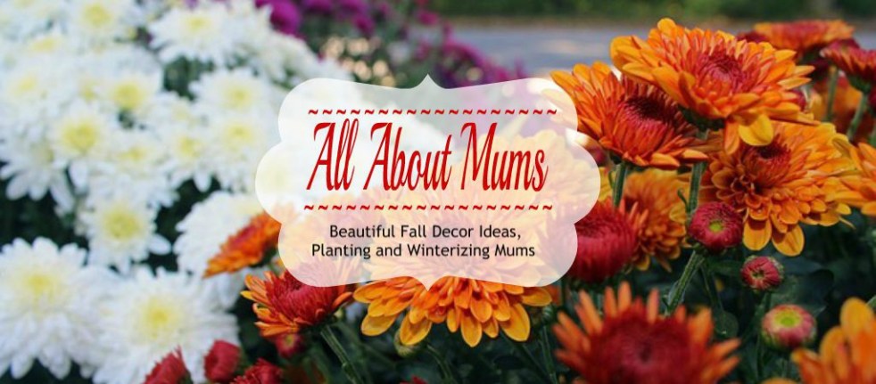Fall Decor Ideas, Plantinng and winterizing Mums, Propagating Mums
