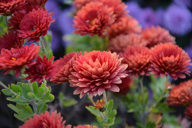 Fall Chrysanthemums