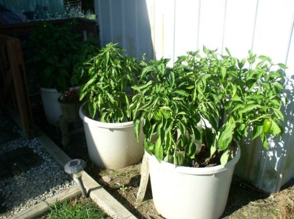 How to Grow Bell Peppers in Containers