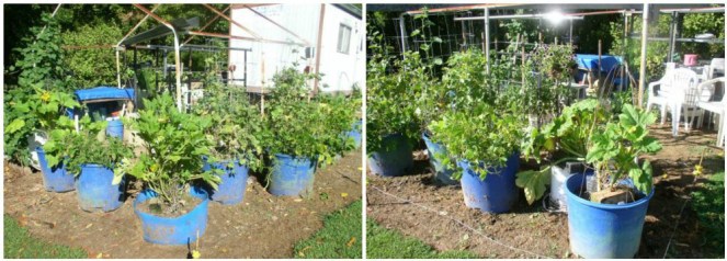 Week 14 Greenhouse Area