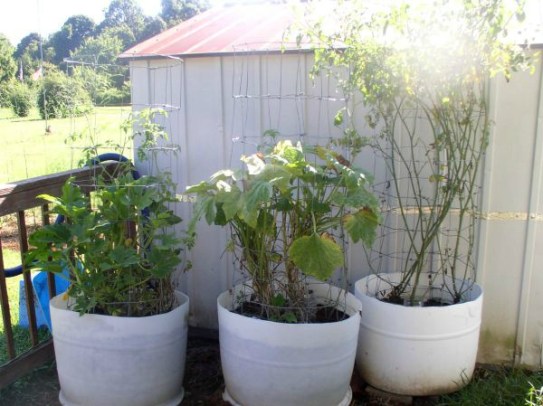 How to Grow Squash in Containers