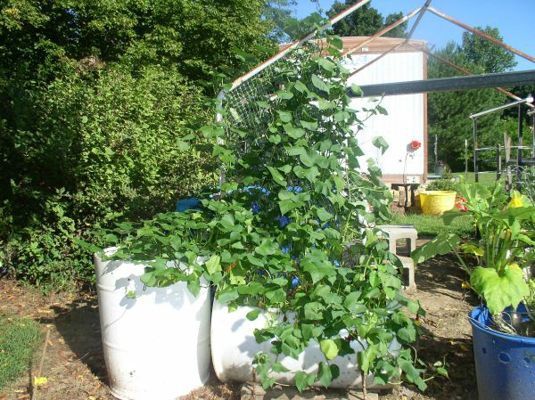 How to grow sweet potatoes in a container