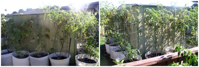 Tomatoes and Cucumbers in Containers
