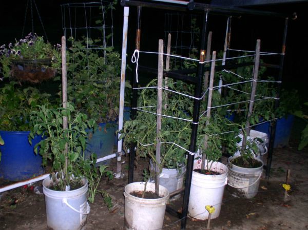 How to Grow Tomatoes in Buckets