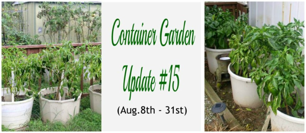 Container Garden Update #15 - haphazardhomemaker.com