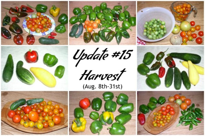 Container Garden Update #15 Harvest