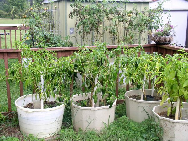 Container Garden Update #15 - Hot Peppers