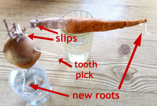 How to Grow Your Own Sweet Potato Slips - haphazardhomemaker.com
