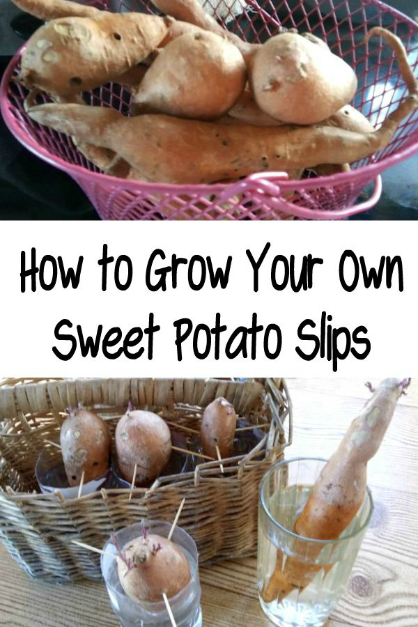 How to Grow Your Own Sweet Potato Plants - haphazardhomemaker.com