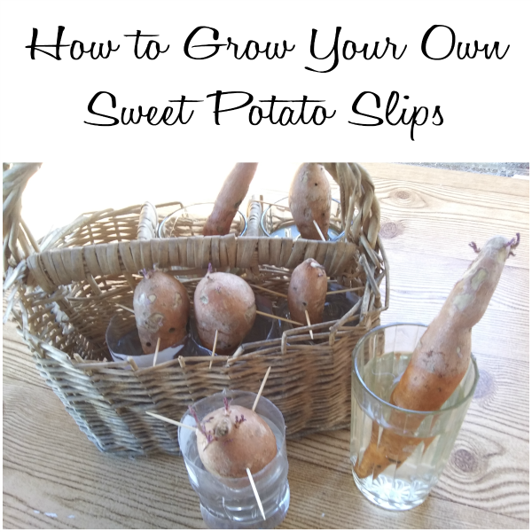 Grow Your Own Sweet Potato Plant - haphazardhomemaker.com