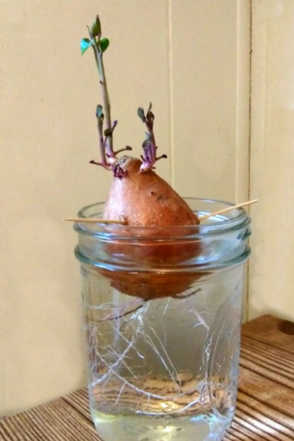 How to Grow Your Own Sweet Potato Slips - haphazardhomemaker.com