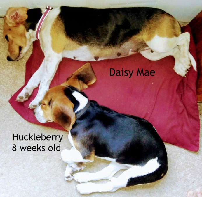 Puppy Love & A Dog's Purpose - haphazardhomemaker.com