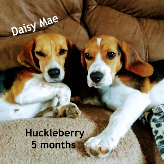 Puppy Love & A Dog's Purpose - haphazardhomemaker.com