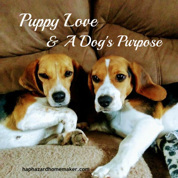 Puppy Love & A Dog's Purpose - haphazardhomemaker.com